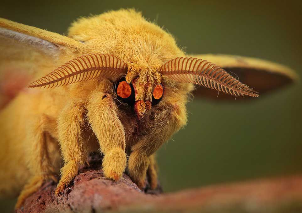 exclusive-what-do-moths-symbolize-spiritually